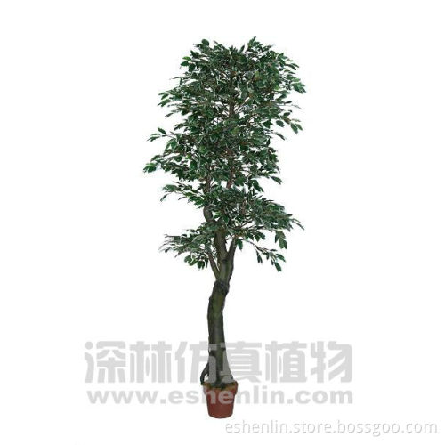eco-friendly miniature banyan tree